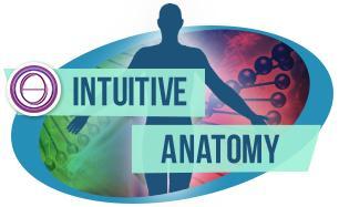 THETAHEALING INTUITIVE ANATOMY COURSE | 24 NOV - 12 DEC, 2025